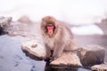 Red face snow monkey Looking at tourists, Jigokudani Monkey Park. Royalty Free Stock Photo