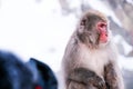 Red face snow monkey Looking at tourists, Jigokudani Monkey Park. Royalty Free Stock Photo