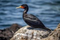 Red-faced Cormorant (North Pacific Ocean) (Generative AI)