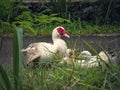The Red-Faced Duck
