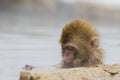 Snow Monkey Playing in Water Royalty Free Stock Photo