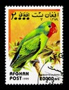 Red-faced Lovebird (Agapornis pullarius), Parrots serie, circa 1