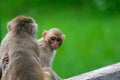 Red-faced Monkey or Rhesus Macaque  Macaca mulatta  Pair Royalty Free Stock Photo