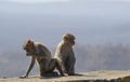 Red-faced Monkeys or Rhesus Macaques or rhesus monkeys Sitting