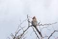 Red-faced Mousebird Royalty Free Stock Photo