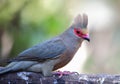 A Red-faced Mousebird Royalty Free Stock Photo