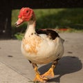 Red faced Muscovy duck outside on sidewalk Royalty Free Stock Photo