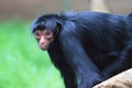 Red-faced spider monkey