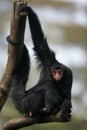 Red-faced spider monkey, Ateles paniscus