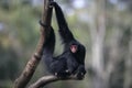 Red-faced spider monkey, Ateles paniscus