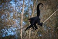 Red-faced spider monkey with curly tail