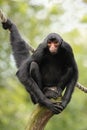 Red-faced spider monkey sitting on tree and holding rope by tail Royalty Free Stock Photo