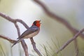 Red-faced Warbler, Cardellina rubrifrons, calling from a branch Royalty Free Stock Photo