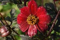 Red, almost faded dahlia in an allotment garden