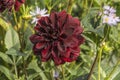 Oran dahlia in the allotment garden in autumn