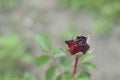 Red faded rose growing in the ground on a home flowerbed