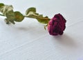 Red fading rose on a white background. close-up. Concept: old age, finale, withering Royalty Free Stock Photo