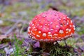 Red fairy toadstool Royalty Free Stock Photo