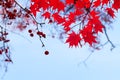 Red fall berries