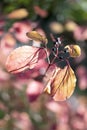 Red fall foliage of Cornus Sanguinea, the common dogwood or bloody dogwood. Royalty Free Stock Photo