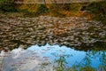 Red Fall foliage leaf colours near the pond with tree reflection in water. Landscape of beautiful garden before sunset Royalty Free Stock Photo