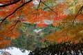 Red Fall foliage leaf colours near the pond with tree reflection in water. Landscape of beautiful garden before sunset Royalty Free Stock Photo