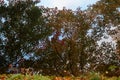 Red Fall foliage leaf colours near the pond with tree reflection in water. Landscape of beautiful garden before sunset Royalty Free Stock Photo