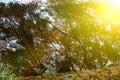 Red Fall foliage leaf colours near the pond with tree reflection in water. Landscape of beautiful garden before sunset Royalty Free Stock Photo