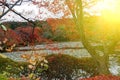 Red Fall foliage leaf colours near the pond with tree reflection in water. Landscape of beautiful garden before sunset Royalty Free Stock Photo