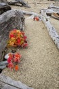 Red fall foliage of maple seedlings on the beach, Maine.