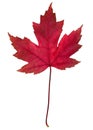 Red fall leaf