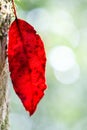 Red Fall Leaf Royalty Free Stock Photo