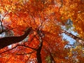 Red fall leaves on trees upward view Royalty Free Stock Photo