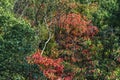 Red Fall Leaves White Birch Autumn Tomb Habikino Osaka Japan Royalty Free Stock Photo