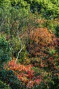 Red Fall Leaves White Birch Autumn Tomb Habikino Osaka Japan Royalty Free Stock Photo