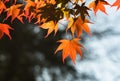 Red fall maple leaves backlit with sunshine Royalty Free Stock Photo