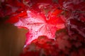 Red fall maple tree leaves background Royalty Free Stock Photo