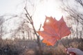 Fall red Maple leaf Royalty Free Stock Photo
