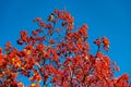 red fall rowanberry branch. natural red fall rowanberry. fall season with red rowanberry