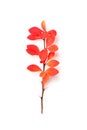 Red fall twig branch with red autumn leaves on white background