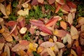 Red fallen autumn cherry leaves