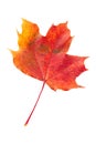 Red fallen autumn leaf Royalty Free Stock Photo