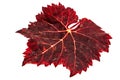 Red the fallen autumn leaf, isolated on white background Royalty Free Stock Photo