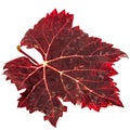 Red the fallen autumn leaf, isolated on white background Royalty Free Stock Photo