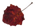 red fallen leaf of aspen tree isolated on white Royalty Free Stock Photo