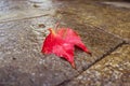 Red fallen leave on the ground.