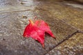 Red fallen leave on the ground.