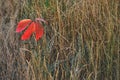 Red fallen leaves