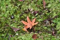 A red fallen maple leaf on the moss covered ground. Ohara Kyoto