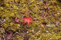 A red fallen maple leaf on the moss covered ground. Ohara Kyoto